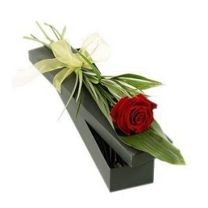 Single Boxed Rose